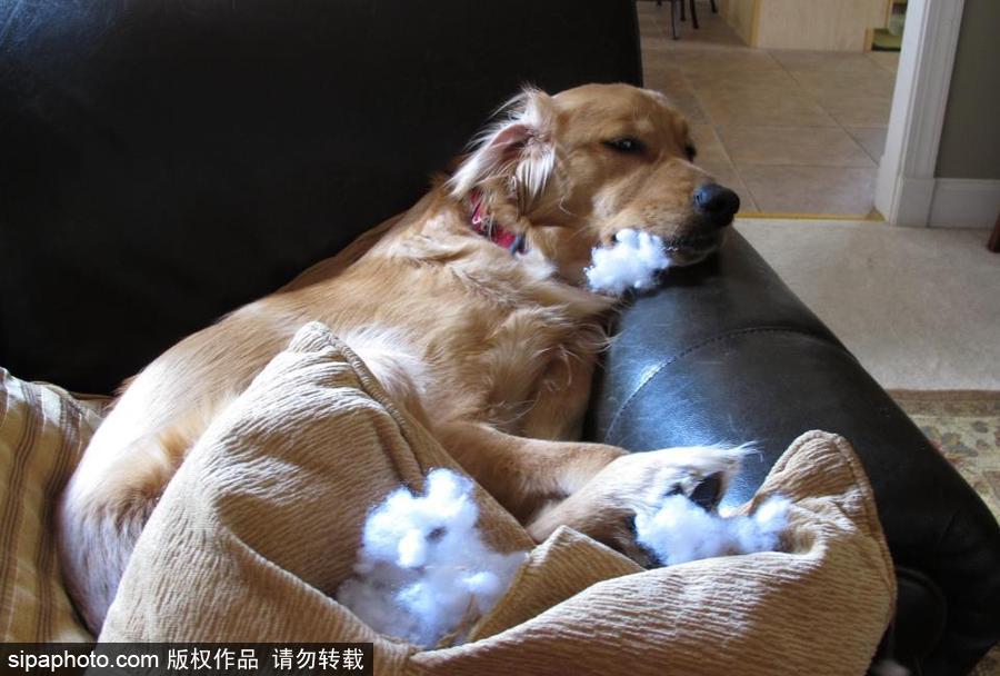 主人的內心是崩潰的！ 盤點寵物破壞大法