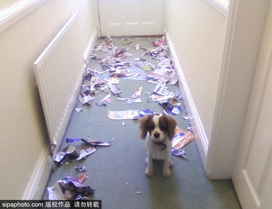 主人的內心是崩潰的！ 盤點寵物破壞大法