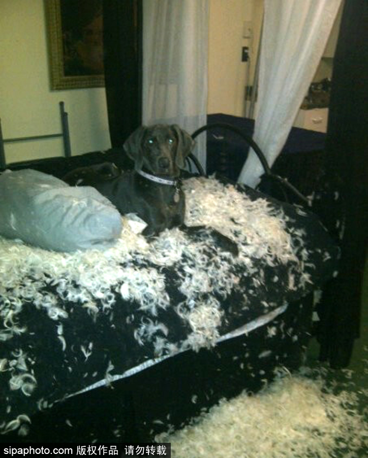 主人的內(nèi)心是崩潰的！ 盤點(diǎn)寵物破壞大法