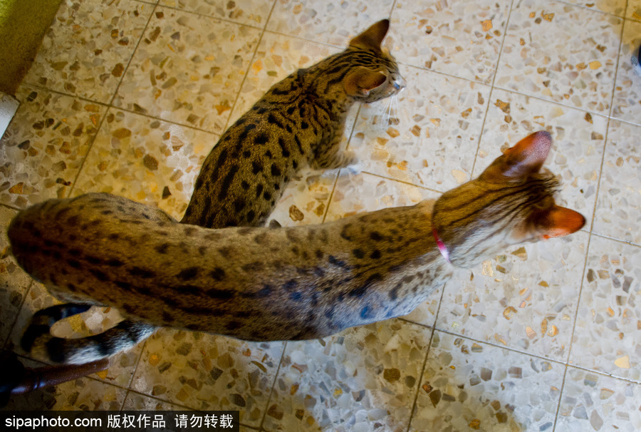 喵屆大長腿！ 世界最高的貓咪總身高48公分