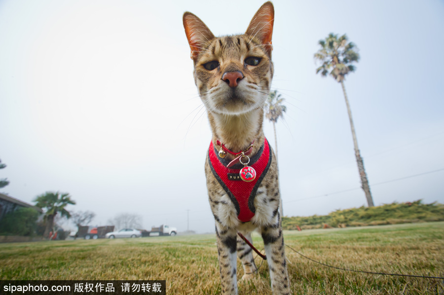 喵屆大長腿！ 世界最高的貓咪總身高48公分