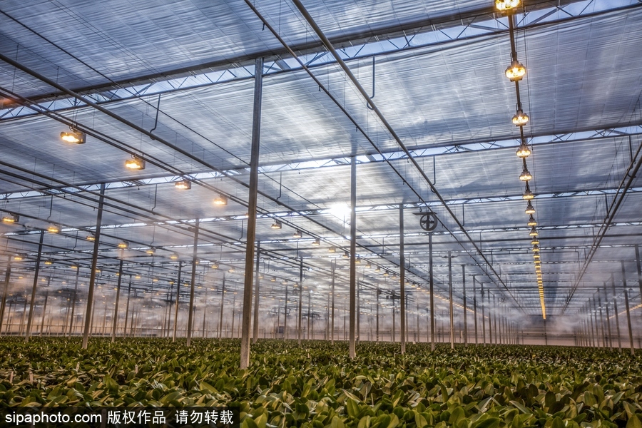 溫暖如春的景象 荷蘭韋斯特蘭溫室內部