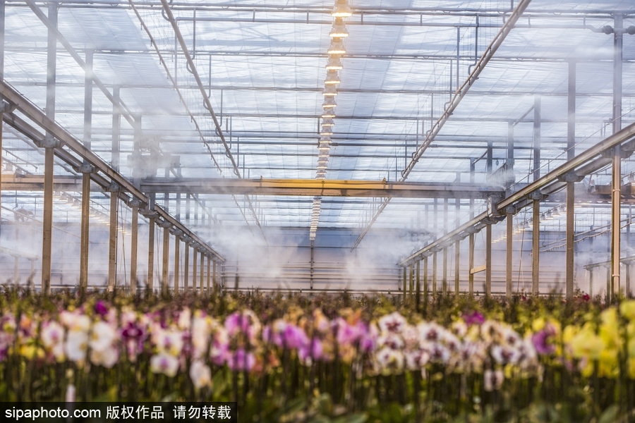 溫暖如春的景象 荷蘭韋斯特蘭溫室內(nèi)部
