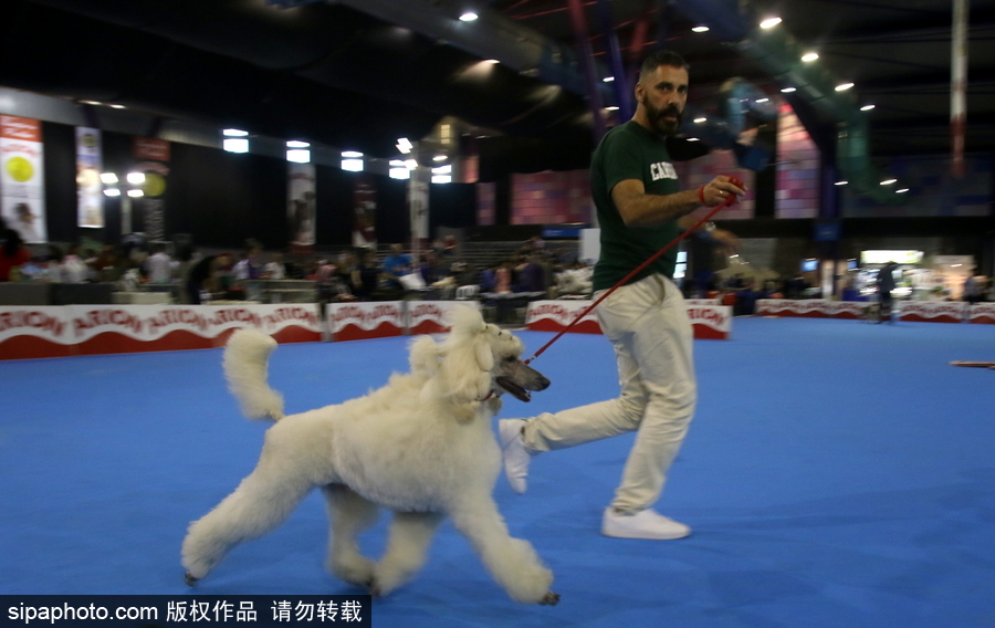 西班牙馬拉加舉行寵物大會 各式“萌寵”大比拼