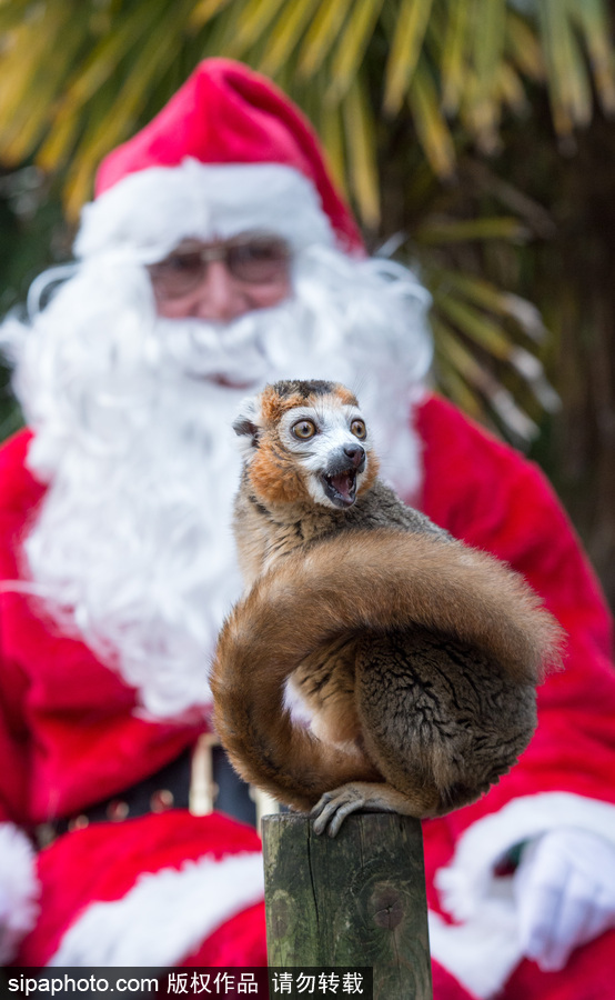 英國布里斯托動物園迎接圣誕節 動物喜獲“圣誕老人”禮物