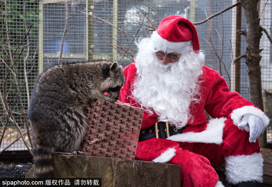 英國布里斯托動物園迎接圣誕節 動物喜獲“圣誕老人”禮物