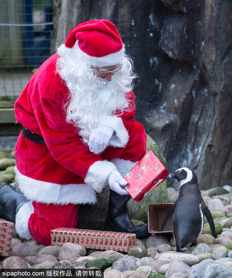 英國布里斯托動物園迎接圣誕節 動物喜獲“圣誕老人”禮物