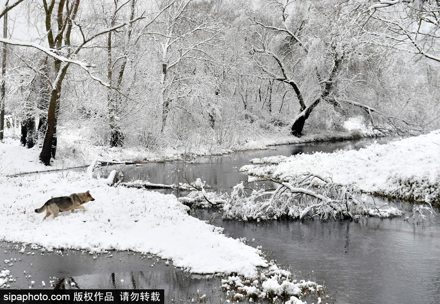 生活在冰雪童話之中 白俄羅斯鄉(xiāng)村冬雪覆蓋