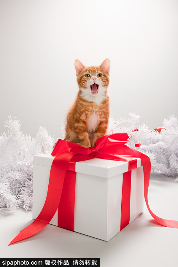 主人看我夠萌嗎？ 盤點(diǎn)萌寵系列圣誕照