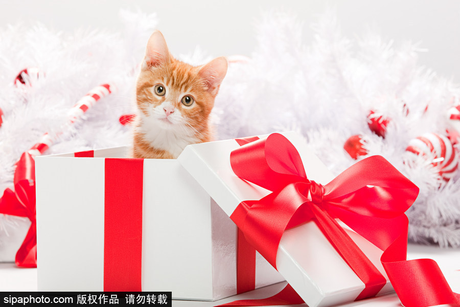 主人看我夠萌嗎？ 盤點萌寵系列圣誕照