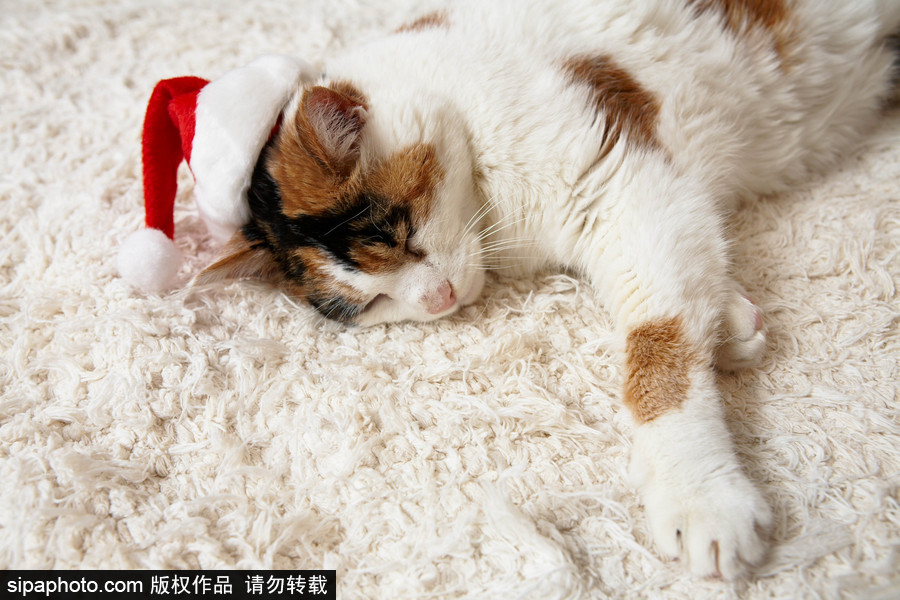 主人看我夠萌嗎？ 盤點萌寵系列圣誕照