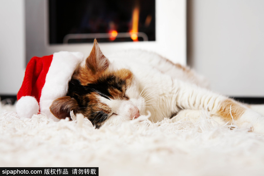 主人看我夠萌嗎？ 盤點(diǎn)萌寵系列圣誕照