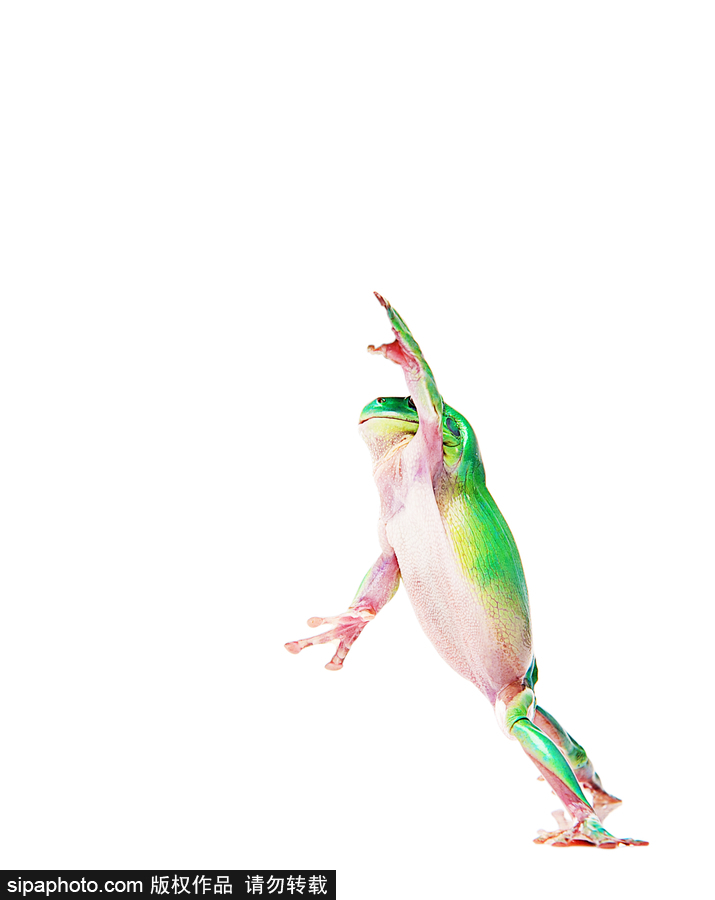 你的“蛙兒子”回來了嗎？盤點動物界佛系蛙日常萌照