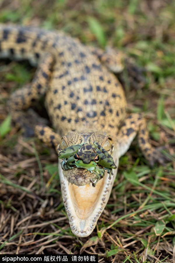 你的“蛙兒子”回來了嗎？盤點(diǎn)動物界佛系蛙日常萌照