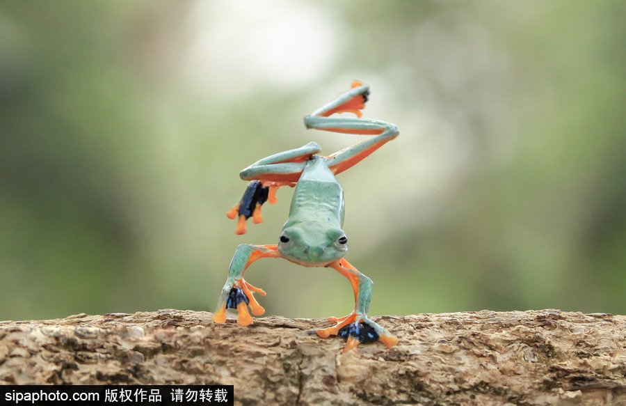 你的“蛙兒子”回來了嗎？盤點動物界佛系蛙日常萌照