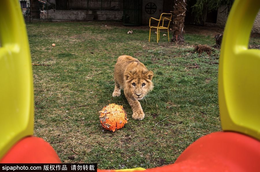 法國(guó)夫妻養(yǎng)獅子幼崽 恩愛日常令人艷羨