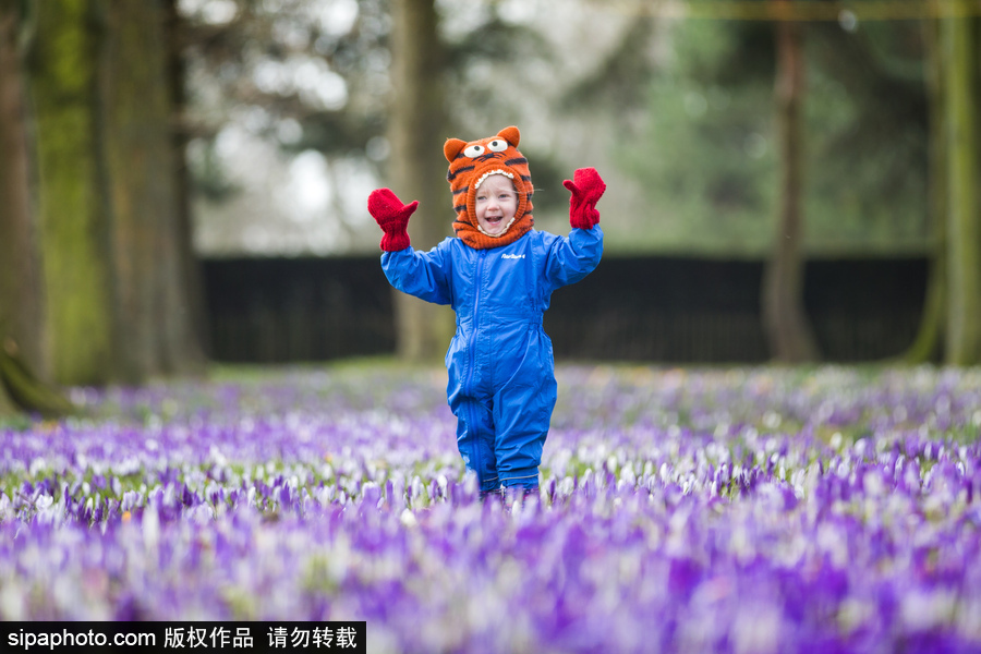 天真爛漫！ 兒童薰衣草花田玩耍童趣無限