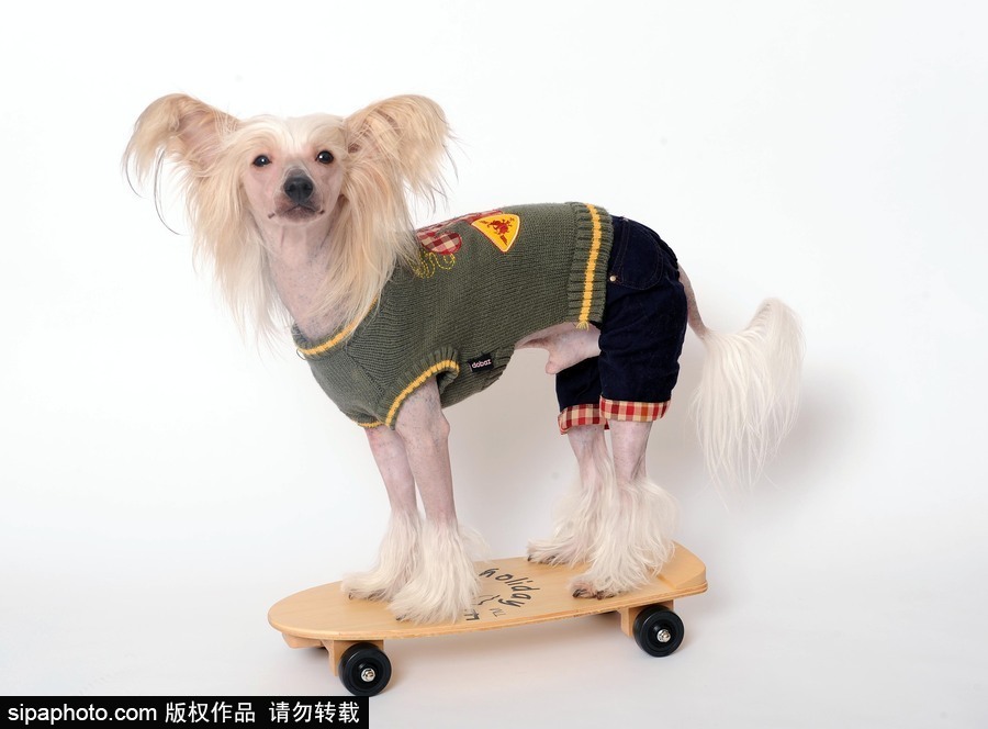 人不如狗系列！ 走進(jìn)全世界最奢華的狗狗生活