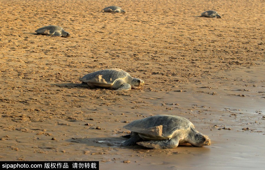 印度海灘現大批欖蠵龜 點狀排列刨沙產卵
