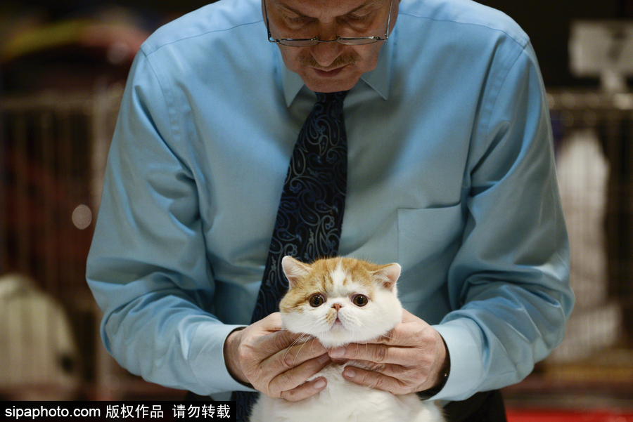 來自喵星界的霸氣！曼谷國際亞洲貓展萌態百樣