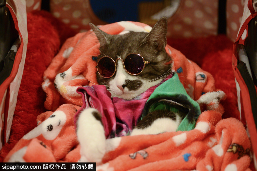 來自喵星界的霸氣！曼谷國際亞洲貓展萌態百樣