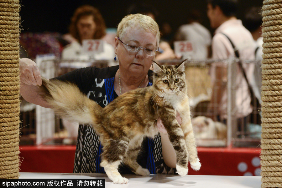 來自喵星界的霸氣！曼谷國際亞洲貓展萌態百樣