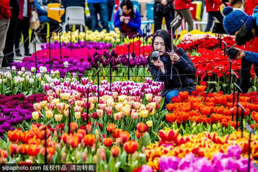 荷蘭利瑟郁金香花盛開 民眾爭先自拍合影