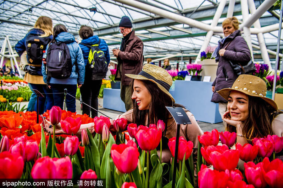 荷蘭利瑟郁金香花盛開 民眾爭(zhēng)先自拍合影