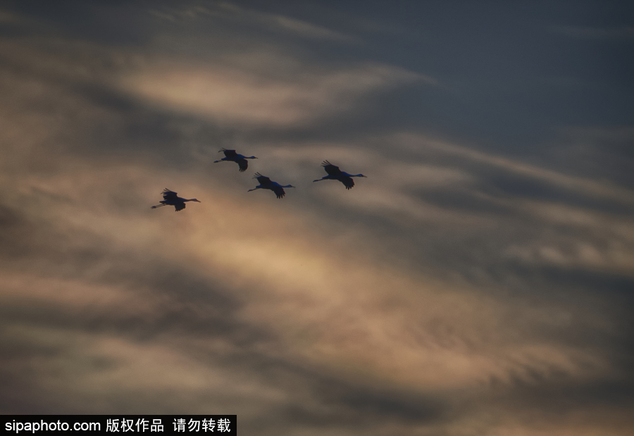 世界上最大的遷移之一 攝影實(shí)拍內(nèi)布拉斯加州沙丘鶴大遷徙