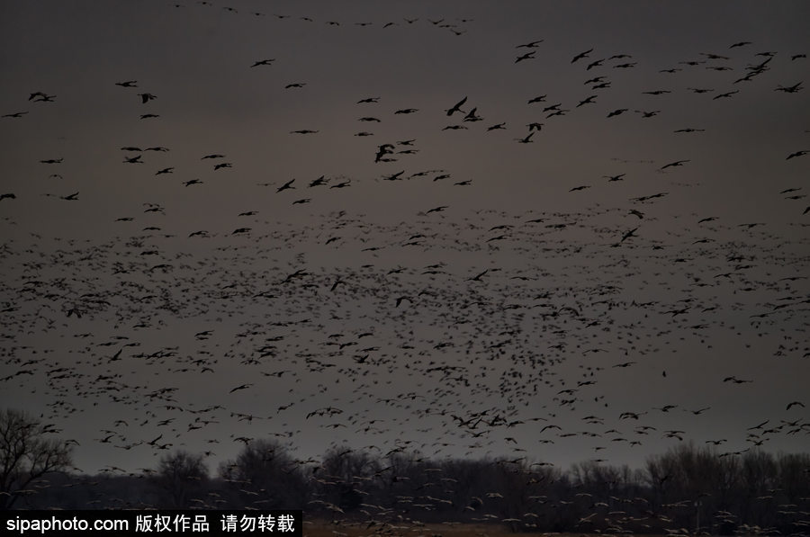 世界上最大的遷移之一 攝影實(shí)拍內(nèi)布拉斯加州沙丘鶴大遷徙