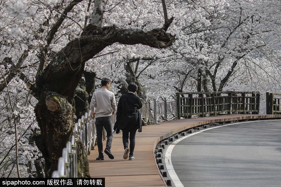 河東十里櫻花路！韓國河東郡櫻花盛放春意醉人
