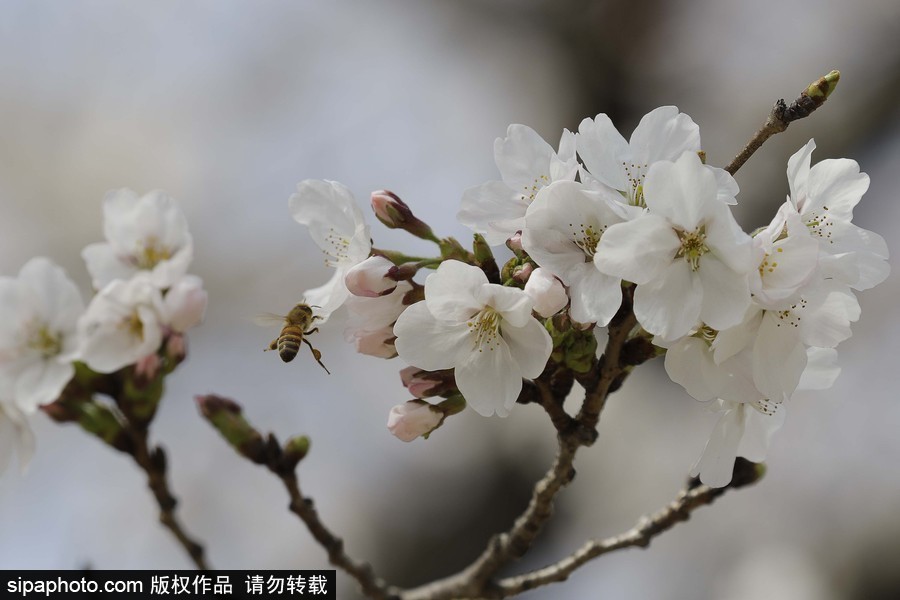 河東十里櫻花路！韓國河東郡櫻花盛放春意醉人