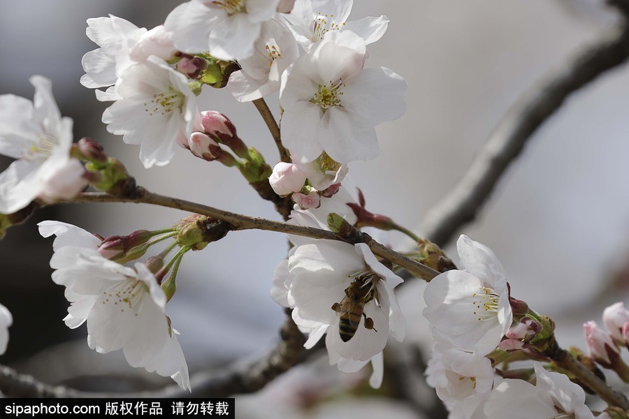 河?xùn)|十里櫻花路！韓國(guó)河?xùn)|郡櫻花盛放春意醉人