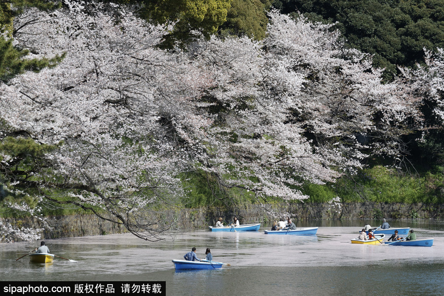 日本東京櫻花進(jìn)入盛開(kāi)期 游人如織暢游花海