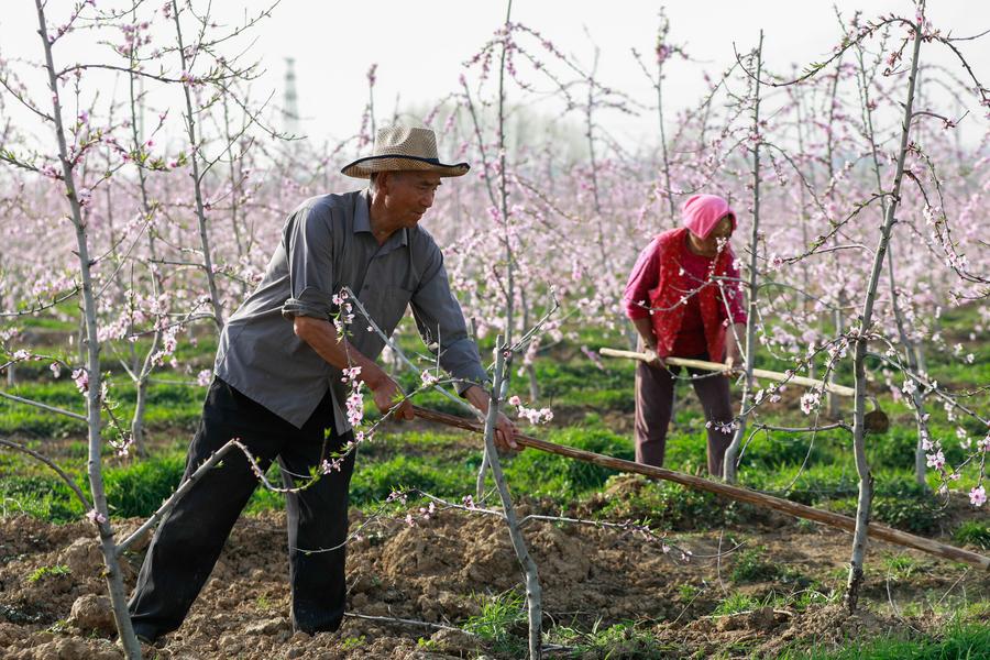 清明時節(jié)務(wù)農(nóng)忙