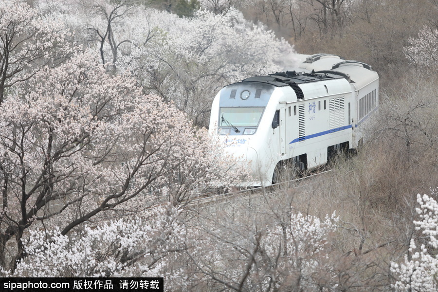 北京現最美列車線！居庸關小火車穿越“花海”美如仙境