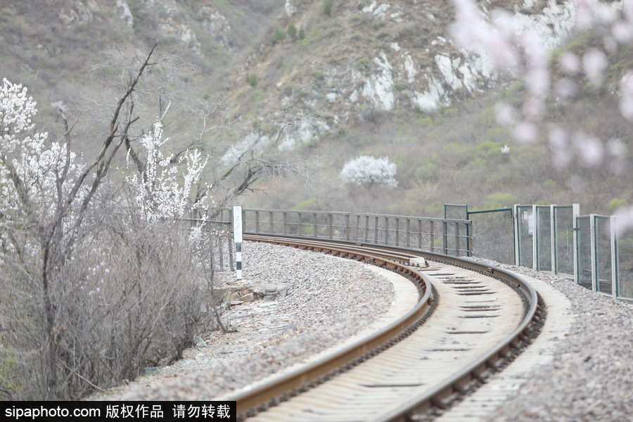 北京現(xiàn)最美列車線！居庸關(guān)小火車穿越“花海”美如仙境