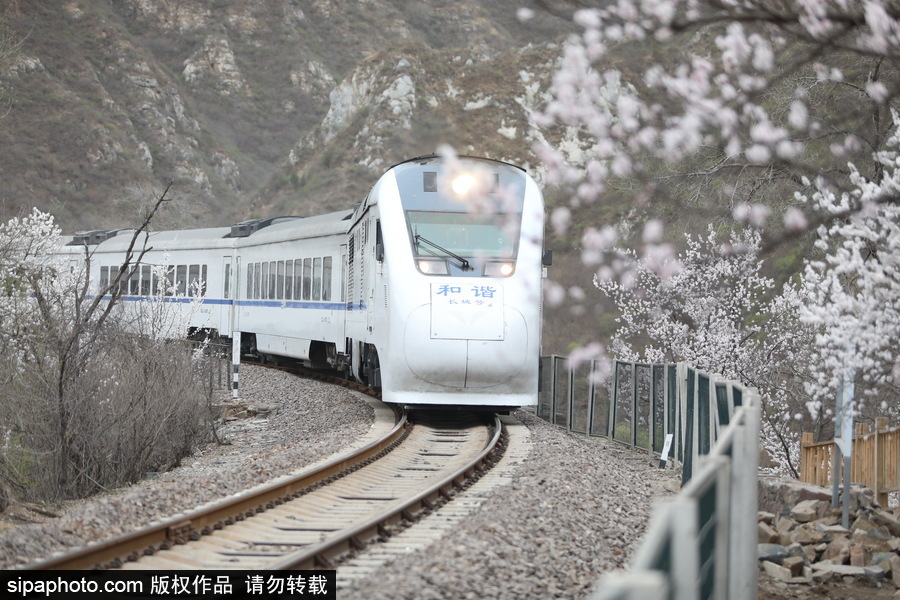 北京現最美列車線！居庸關小火車穿越“花海”美如仙境