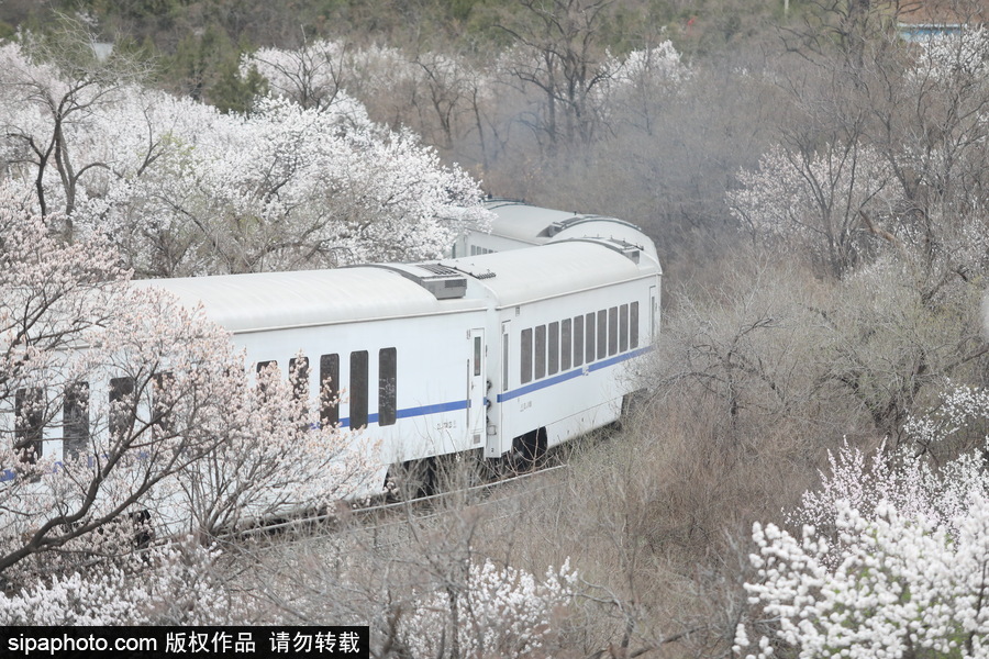 北京現最美列車線！居庸關小火車穿越“花海”美如仙境