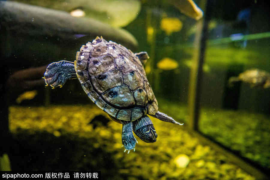 烏龜大世界 探訪(fǎng)芬蘭阿爾芬海龜中心