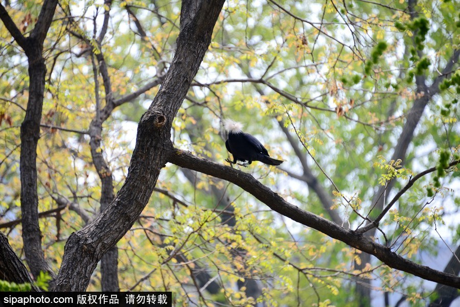 北京：膽大妄為！調皮烏鴉拔毛搭窩 大熊貓竟舒服“享受”