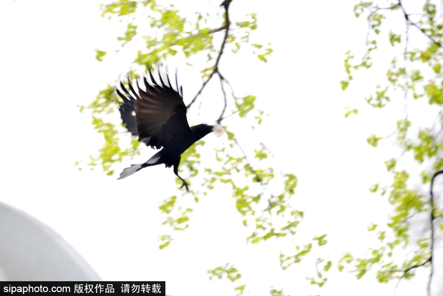 北京：膽大妄為！調皮烏鴉拔毛搭窩 大熊貓竟舒服“享受”