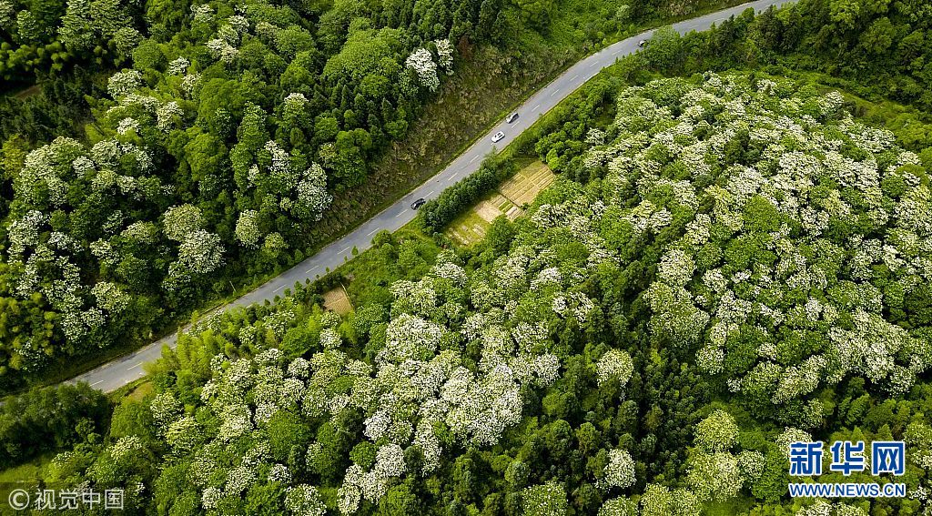 航拍江西新余千畝泡桐花開(kāi)如雪