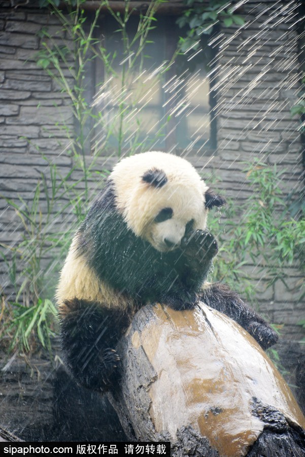 京城昨日創入夏最高氣溫 大熊貓淋浴降溫