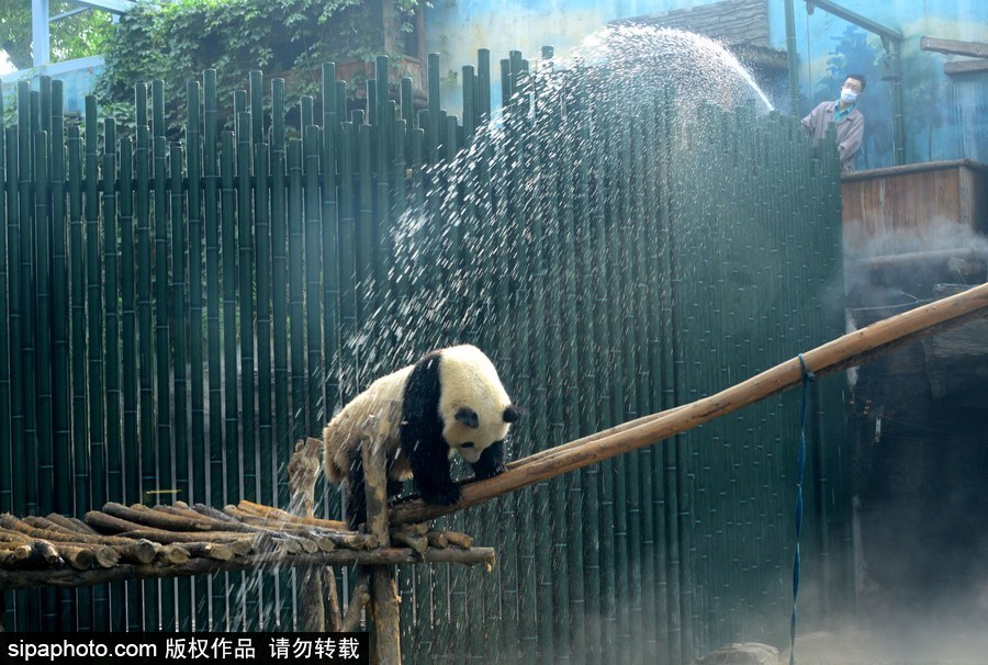 京城昨日創入夏最高氣溫 大熊貓淋浴降溫