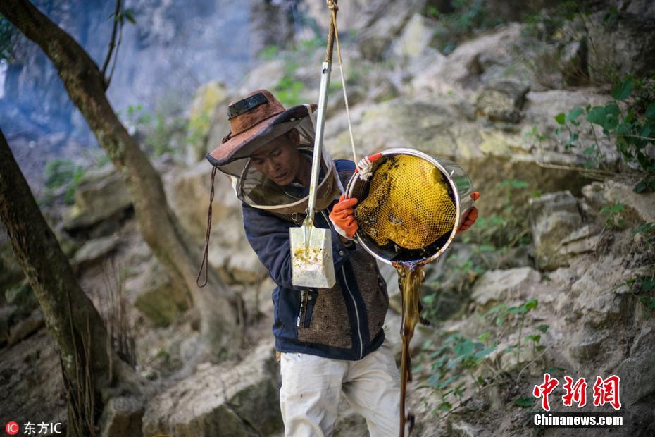 懸崖上的采蜜人 與幾萬(wàn)只殺人蜂群在高空斗智斗勇
