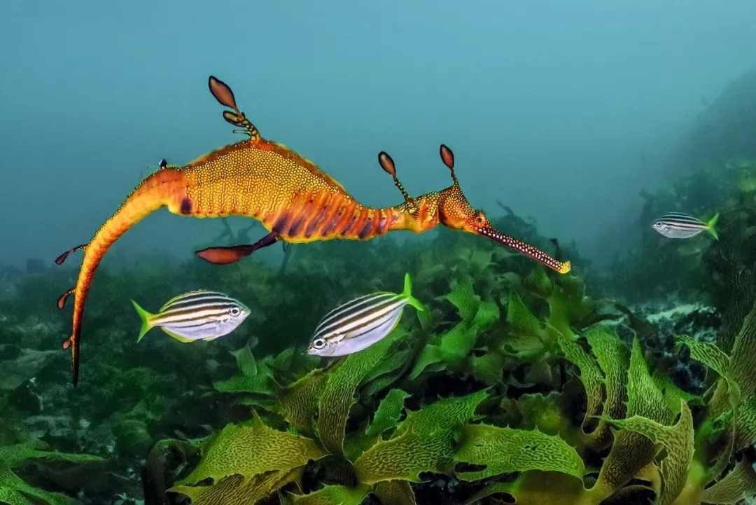 BBC《藍(lán)色星球Ⅱ》出書了，讀完想和海洋說聲：對(duì)不起