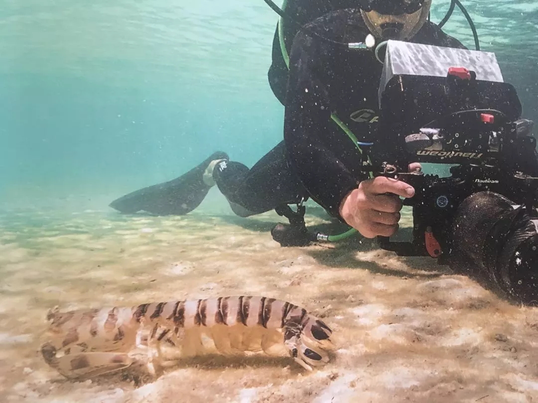 BBC《藍(lán)色星球Ⅱ》出書了，讀完想和海洋說聲：對(duì)不起