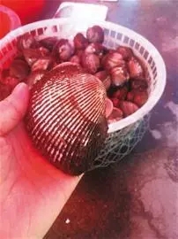 來青島開會，就順便逛吃逛吃山東吧！