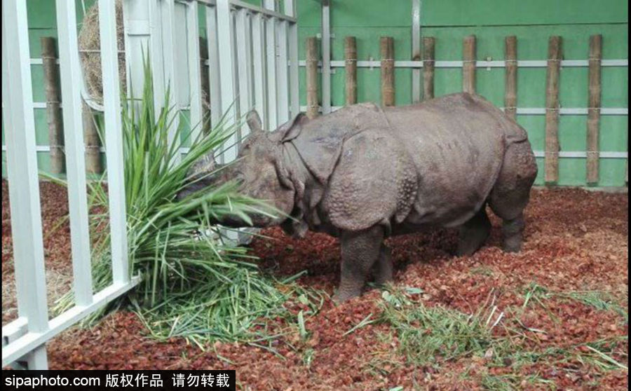 “網紅”犀牛千里尋“愛” 專人護送陣仗十足